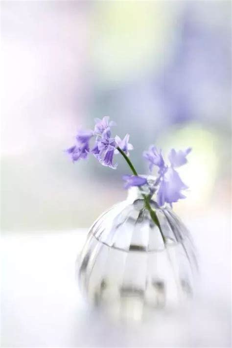 花瓶養花 緩脈